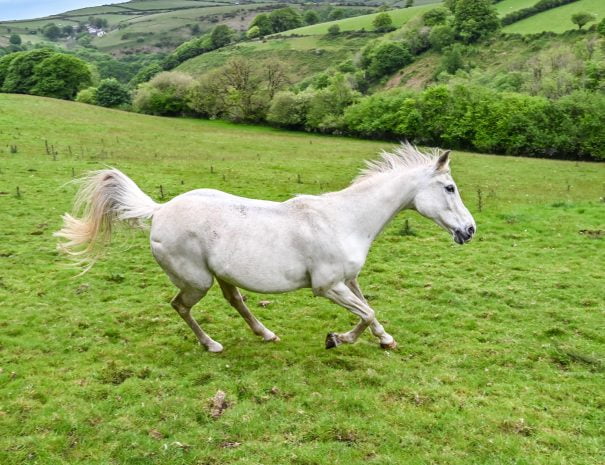 Heale Horses & Nature Retreat Devon